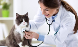 Cat Care Guide