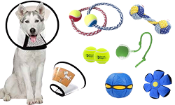 Dog Toys | E-Collar