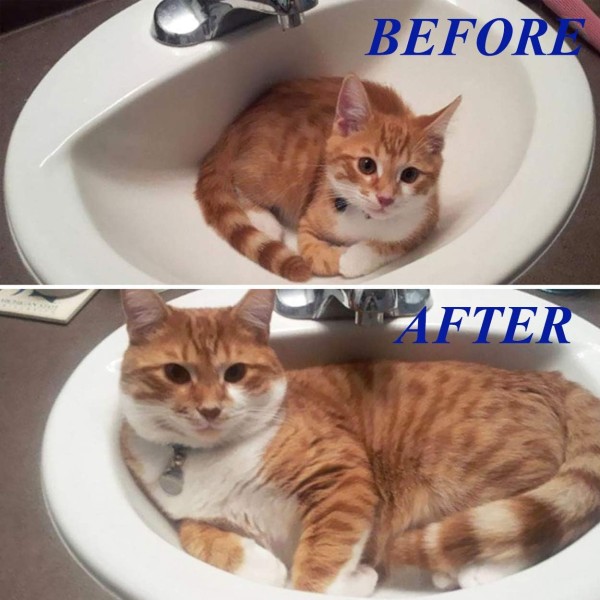 Gutty Pet Ensures Speedy Recovery From Diarrhoea and Dehydration