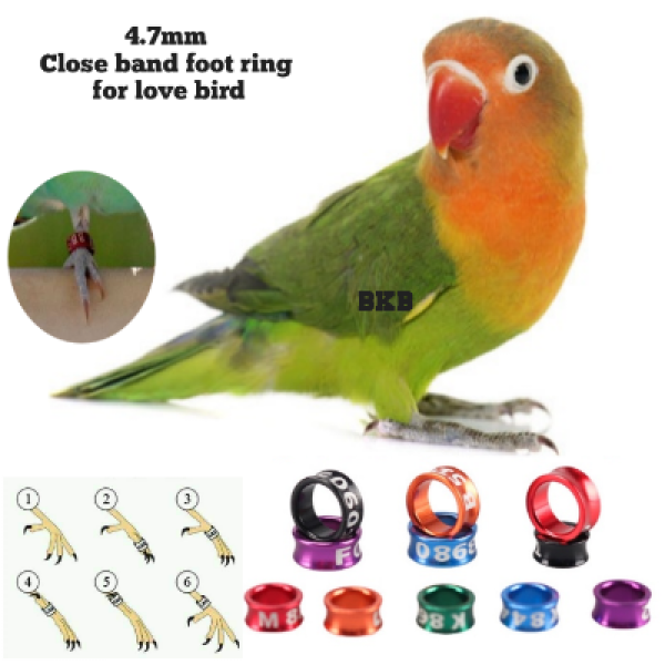 Lovebird Bird Foot Ring Close Random Colour Tag 4.5mm (2pcs)