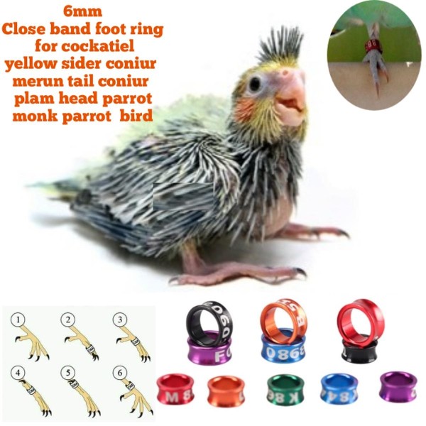 Cockatiel, Yellow Sider Coniur, Merun Tail Coniur Bird Foot Ring Close Random Colour Tag 6mm (2pcs)
