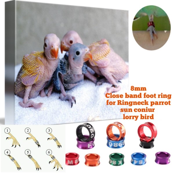 Ringneck Parrot, Sun Coniur & Lorry Bird Foot Ring Close Random Colour Tag 8mm (2pcs)