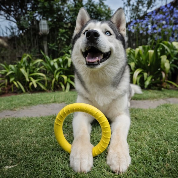 Durable Floating Ring for Tug, Fetch & Water Play